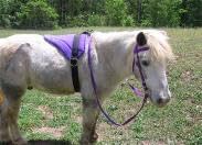 Turquoise Bareback Saddle with Stirrups I355