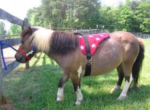 Turquoise Bareback Saddle with Stirrups I355