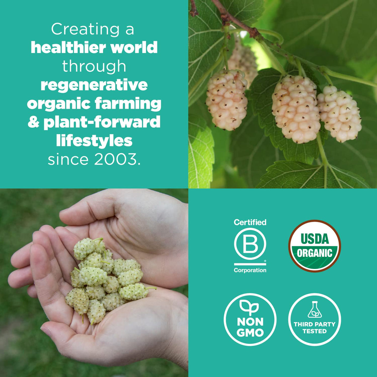 Sun Dried White Turkish Mulberries 8oz H108