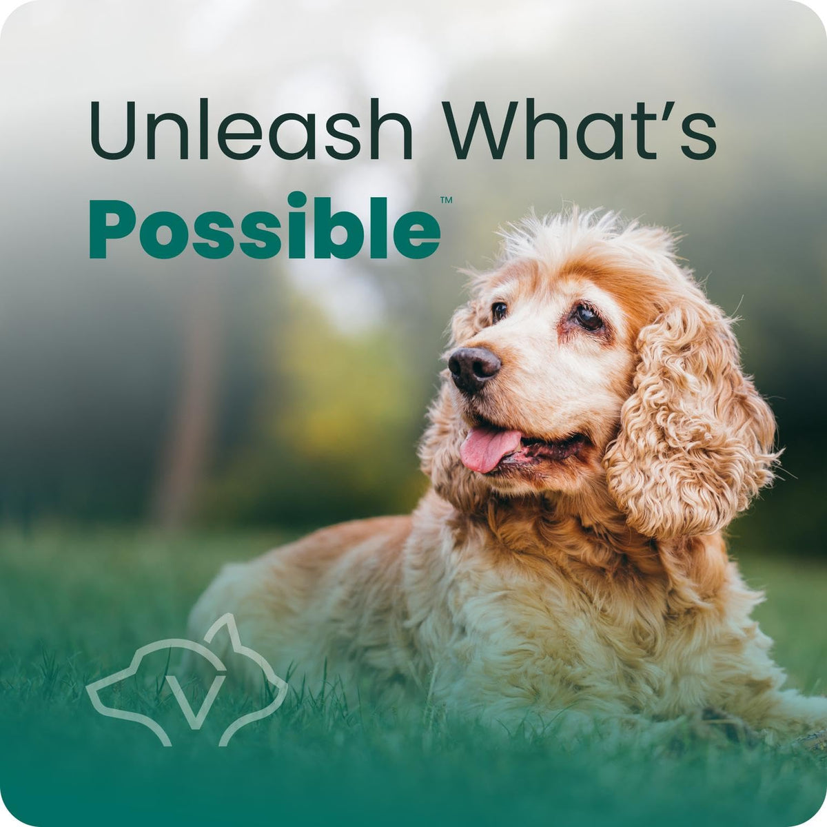 Senior Multivitamin for Dogs, 60 Count C623592