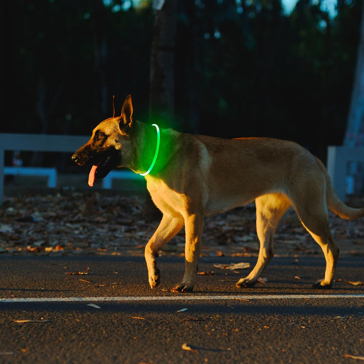 2 Packs Light Up Dog Collar A45386