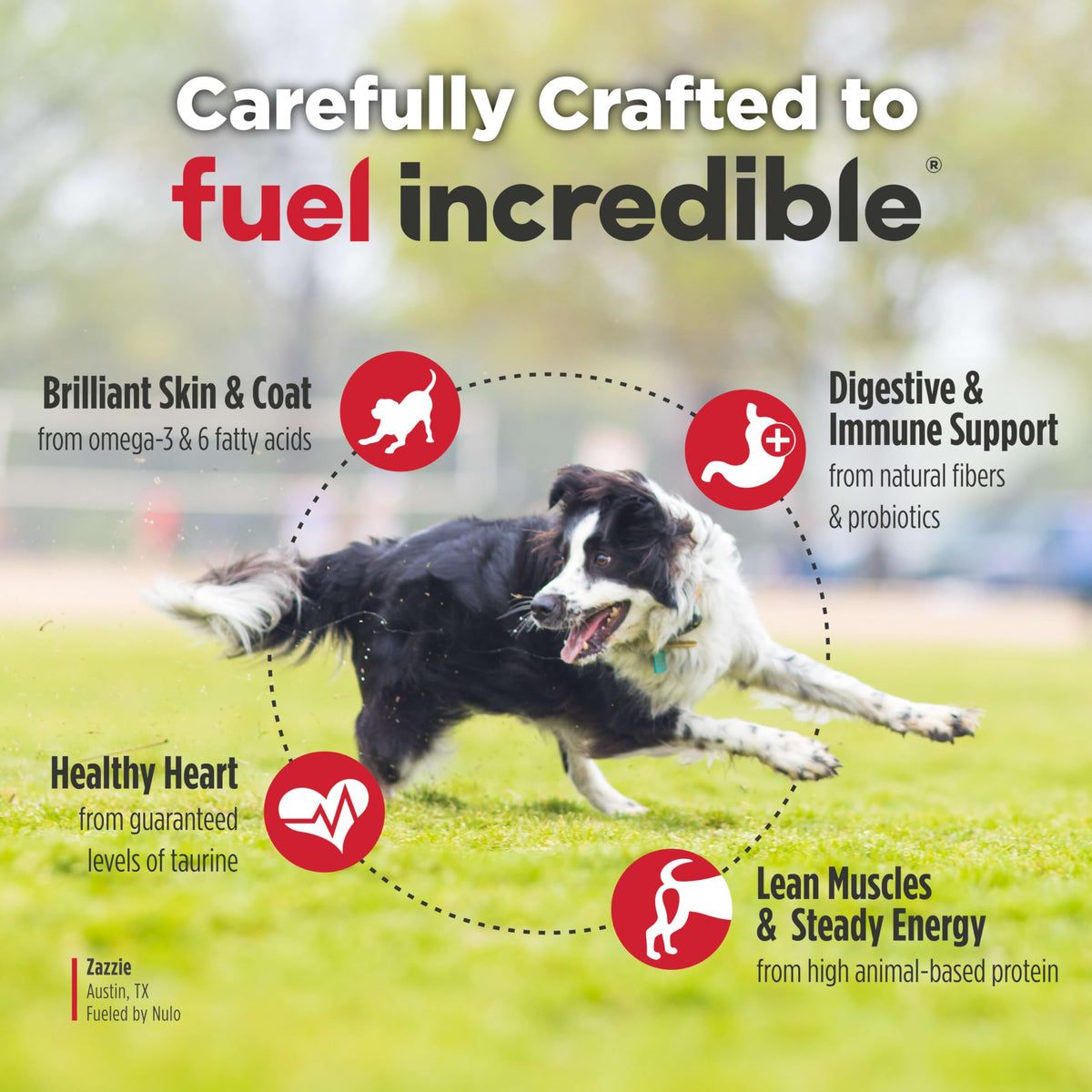 High Protein Grain Free Dry Dog Food K759165
