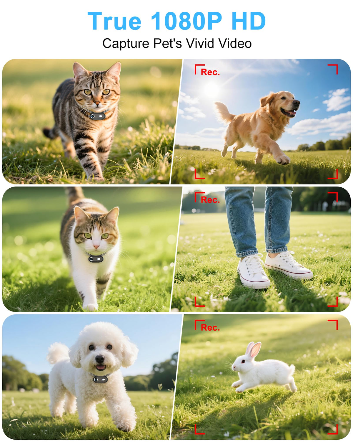 Cat Camera Collar with Phone App R992