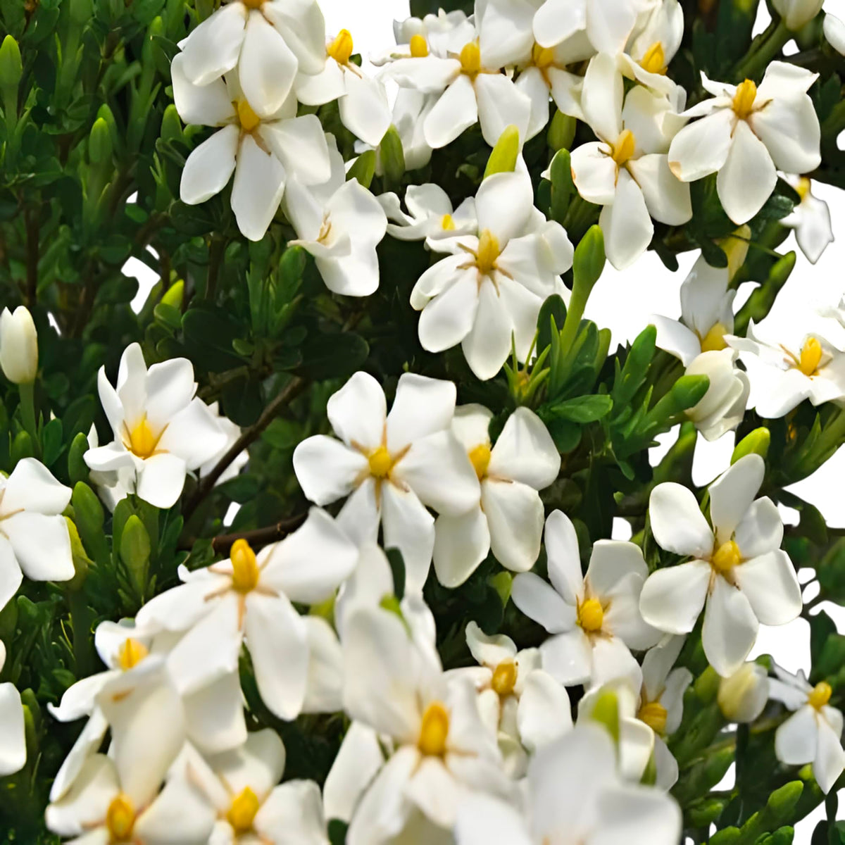 White Flowering Gardenia Shrub 1 Gallon Potted S931