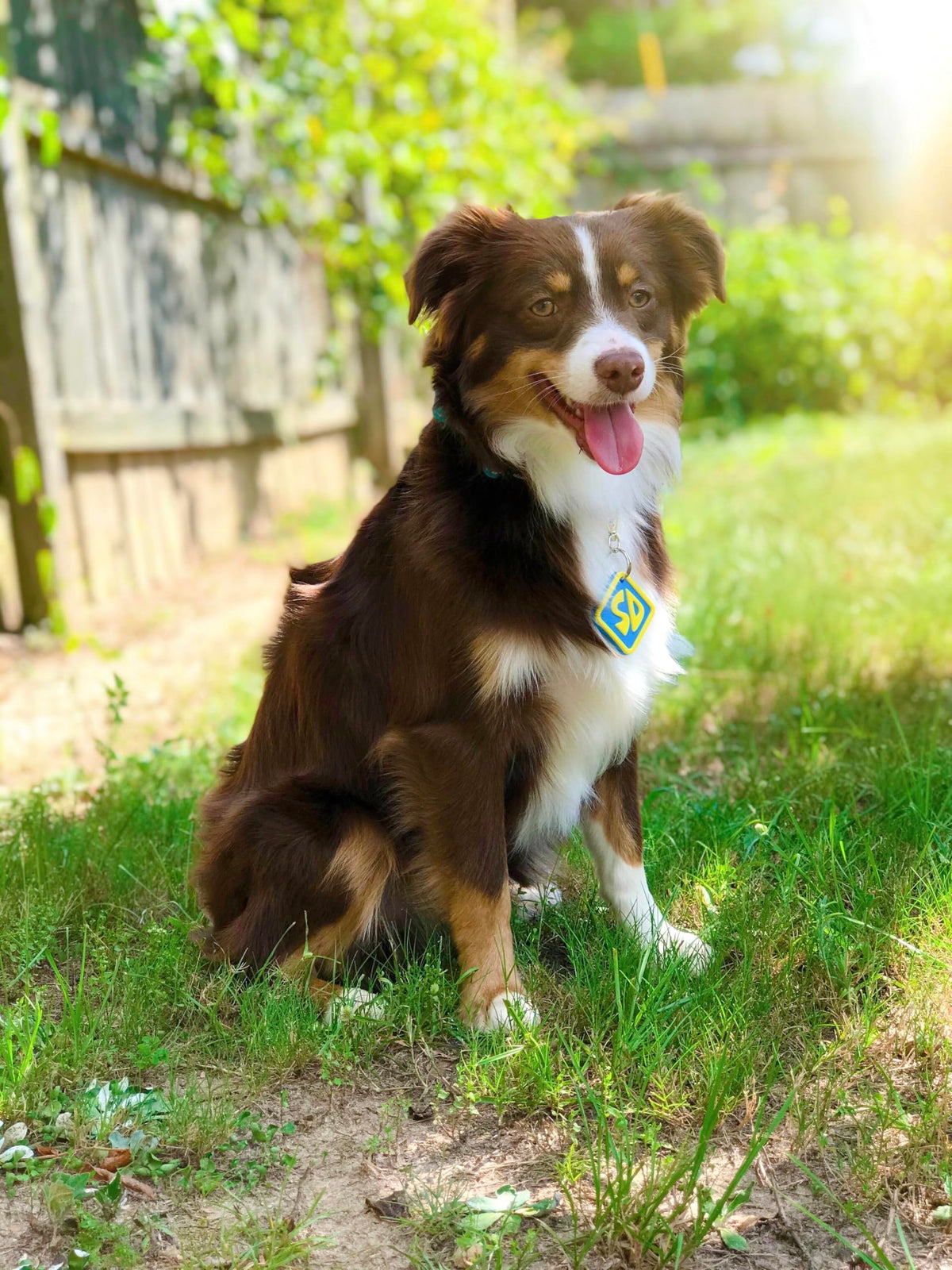 Dog Halloween Costume Collar Tag U942569